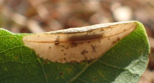 Réf. 212 674 : Phyllonorycter sp.